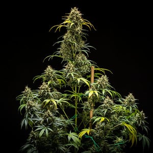 Royal Queen Seeds - Triple G Auto