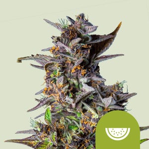 Royal Queen Seeds - Watermelon Auto