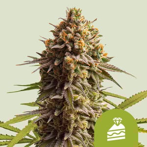 Royal Queen Seeds - Wedding Cake Auto
