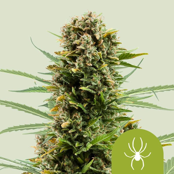 Royal Queen Seeds - White Widow Auto