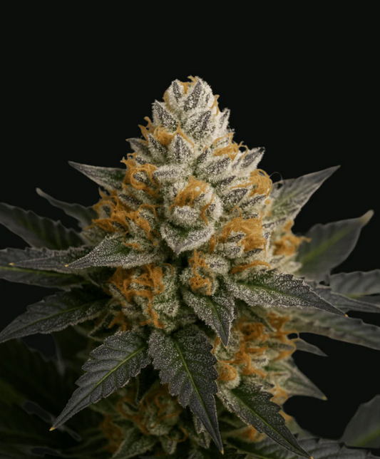 420StrainZ - Divorce Cake x Permanent Marker