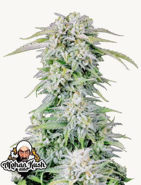 42FastBuds - Afghan Kush Auto