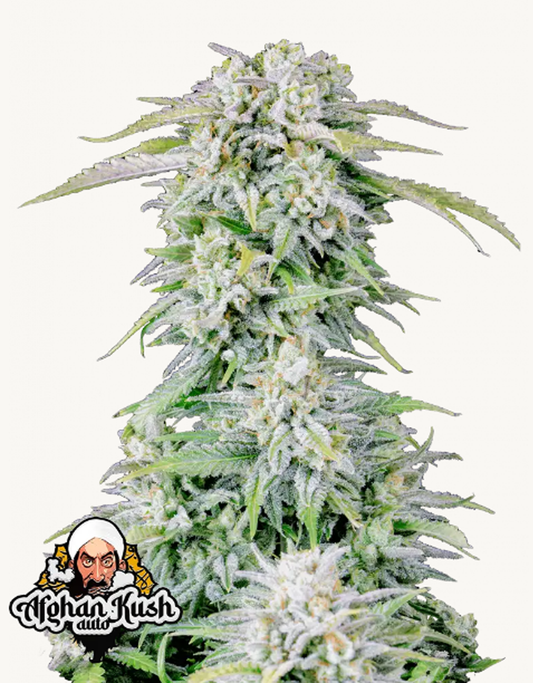 42FastBuds - Afghan Kush Auto
