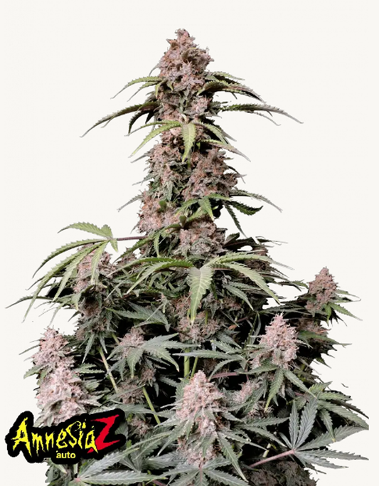 42FastBuds - Amnesia Z Auto