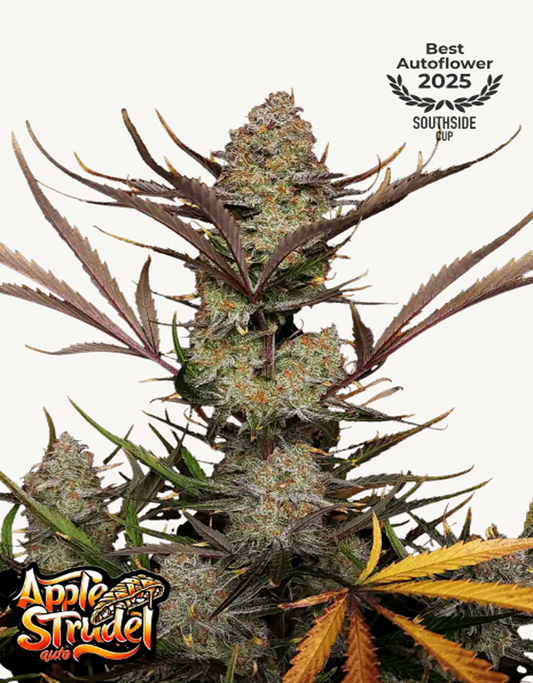 42FastBuds - Apple Strudel Auto