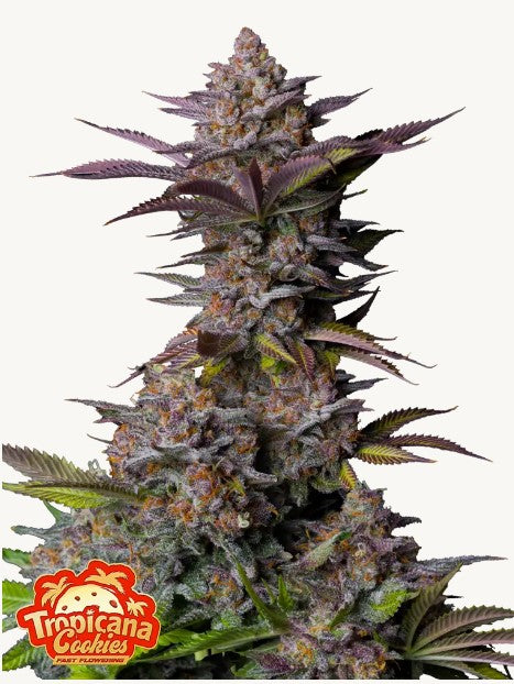 42FastBuds - Tropicana Cookies FF