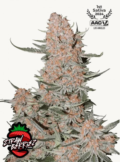 42FastBuds - Ztrawberriez Auto