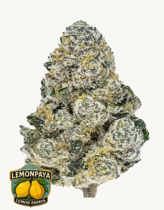 42FastBuds - Lemonpaya Fem.