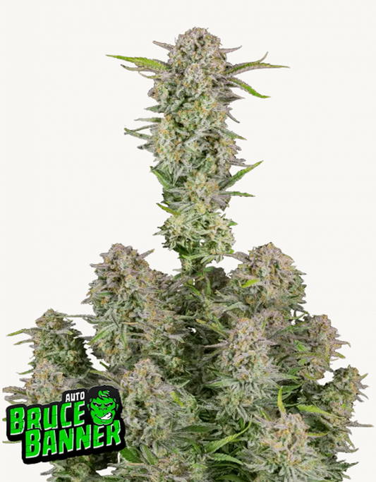 42FastBuds - Bruce Banner Auto