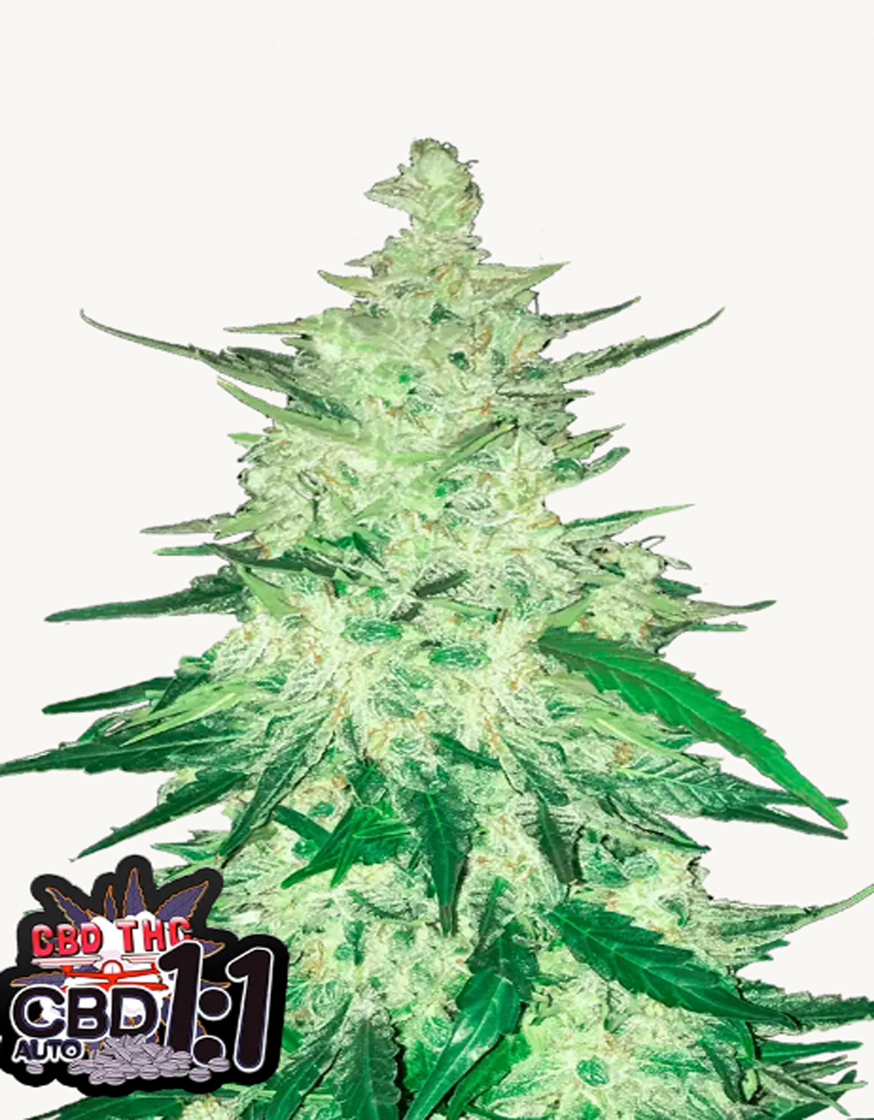 42FastBuds - CBD Auto 1:1 (CBD Crack)