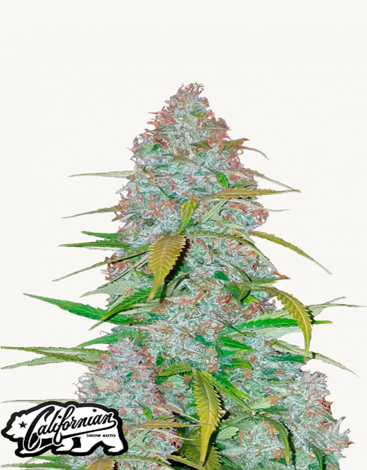 42FastBuds - Californian Snow Auto