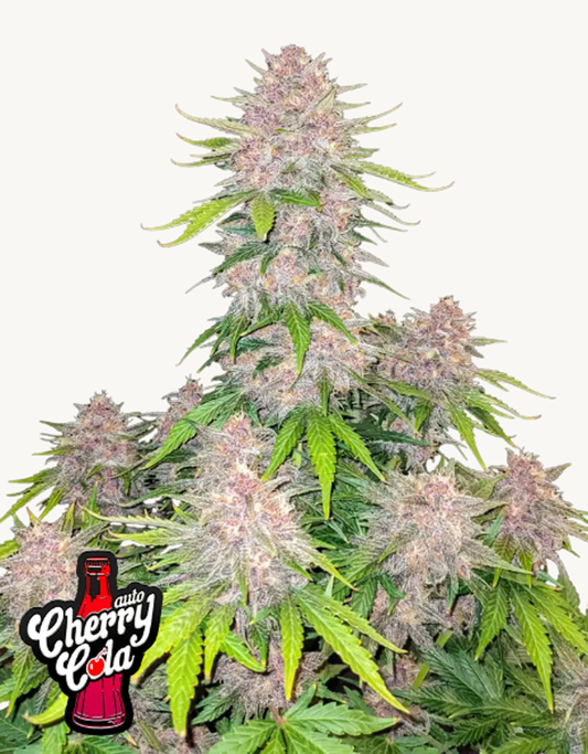 42FastBuds - Cherry Cola Auto