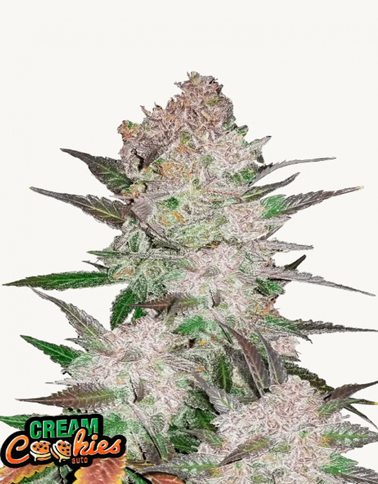 42FastBuds - Cream Cookies Auto