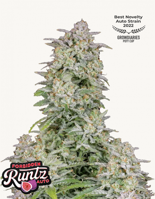 42FastBuds - Forbidden Runtz Auto