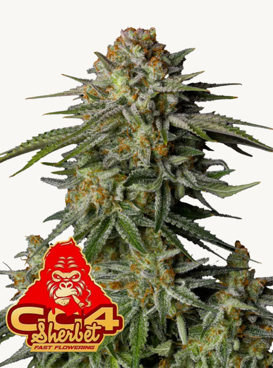 42FastBuds - Gorilla Glue x Sherbet FF
