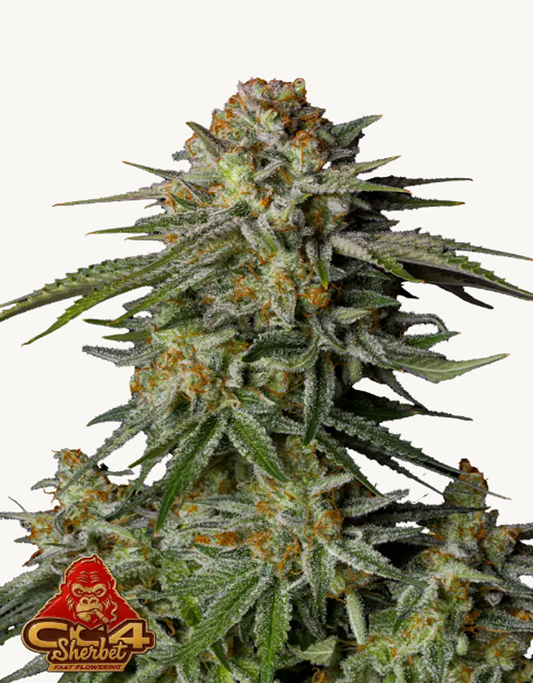 42FastBuds - GG4 Sherbet FF