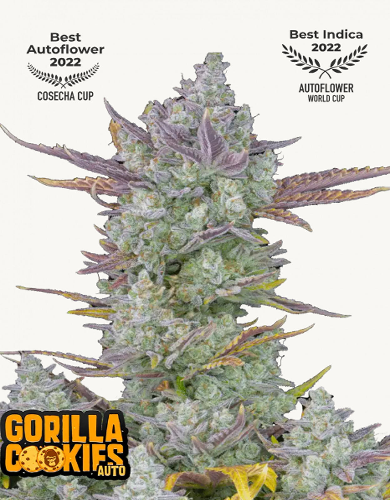 42FastBuds - Gorilla Cookies Auto
