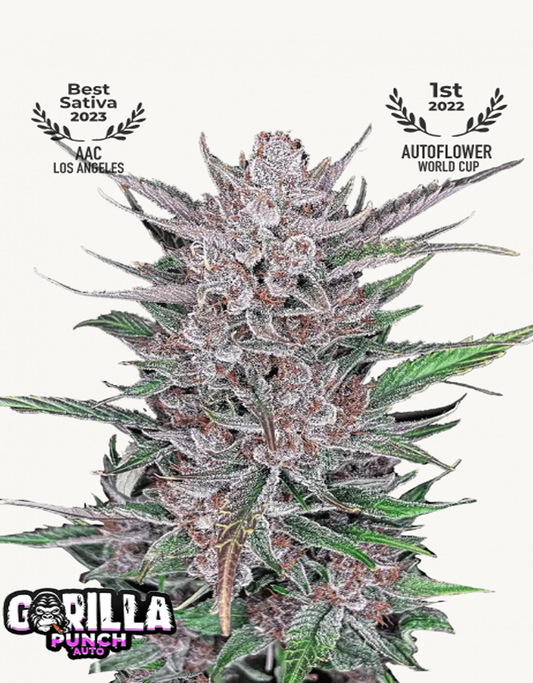 42FastBuds - Gorilla Punch Auto