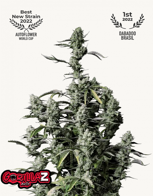 42FastBuds - Gorilla Z Auto