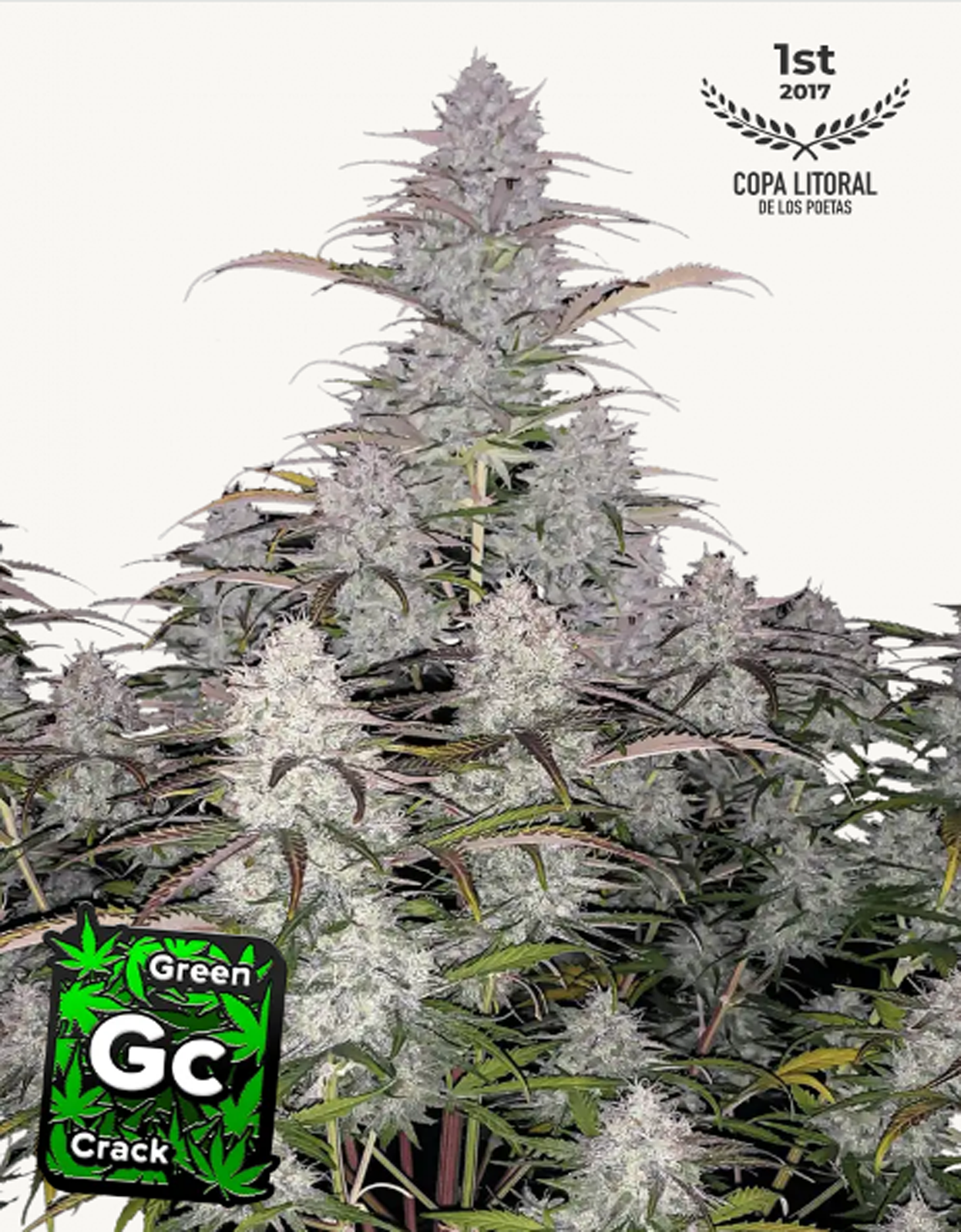 42FastBuds - Green Crack Auto