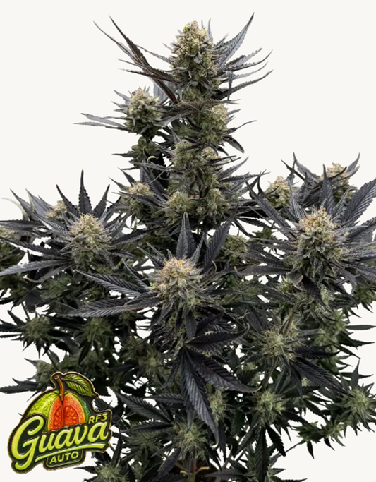 42FastBuds - Guava Auto RF3