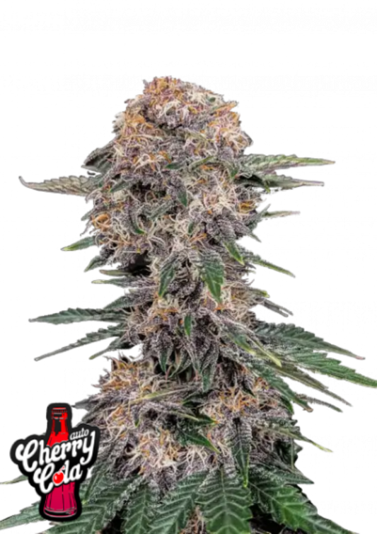 42FastBuds - Cherry Cola Auto