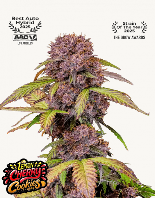 42FastBuds - Lemon Cherry Cookies Auto