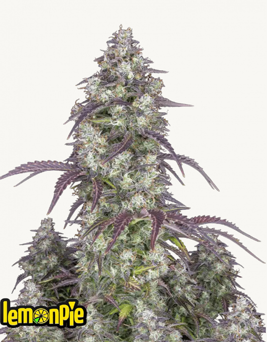 42FastBuds - Lemon Pie Auto