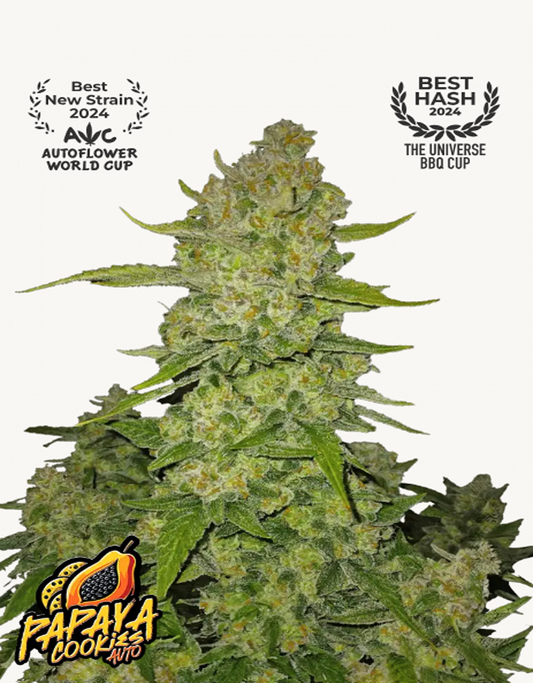 42FastBuds - Papaya Cookies Auto