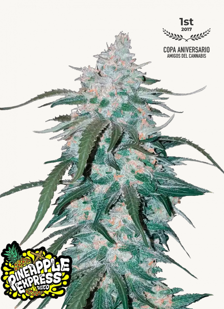 42FastBuds - Pineapple Express Auto