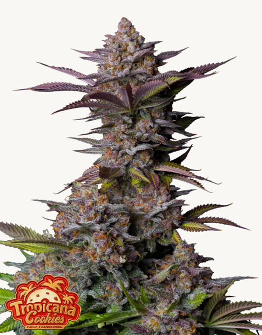 42FastBuds - Tropicana Cookies FF