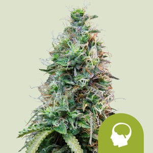 Royal Queen Seeds - Amnesia Haze Auto