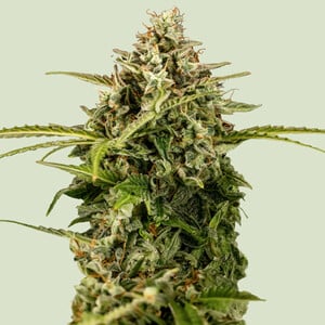Royal Queen Seeds - Apollo F1