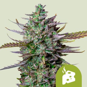 Royal Queen Seeds - Blue Cheese Auto