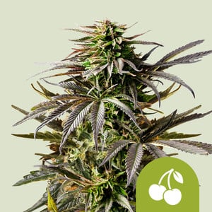 Royal Queen Seeds - Cherry Pie Auto