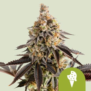 Royal Queen Seeds - Cookies Gelato Auto