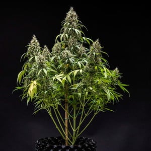 Royal Queen Seeds - Cookies Gelato Auto