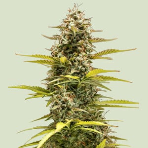 Royal Queen Seeds - Cosmos F1
