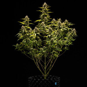 Royal Queen Seeds - Cosmos F1
