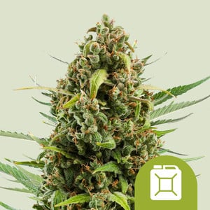 Royal Queen Seeds - Diesel Auto