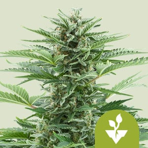 Royal Queen Seeds - Easy Bud Auto