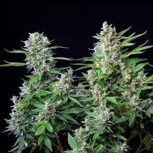 Royal Queen Seeds - Easy Bud Auto