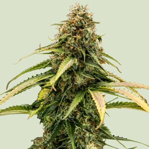 Royal Queen Seeds - Epsilon F1