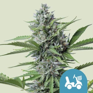 Royal Queen Seeds - Fast Eddy Automatic CBD