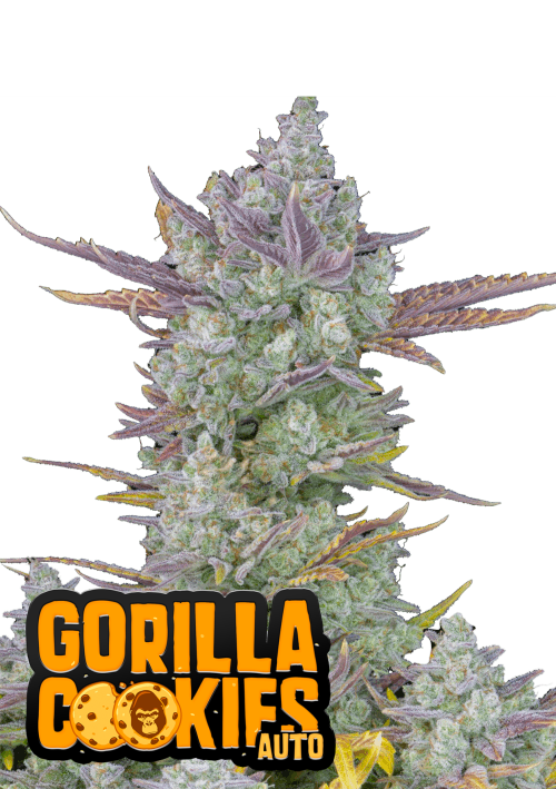 42FastBuds - Gorilla Cookies Auto