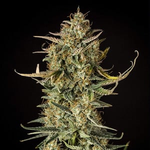 Royal Queen Seeds - Fat Banana Auto