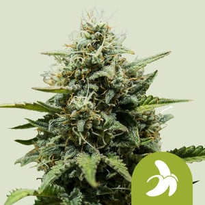 Royal Queen Seeds - Fat Banana Auto