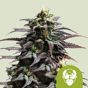 Royal Queen Seeds - Granddaddy Purple Auto