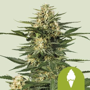 Royal Queen Seeds - Green Gelato Auto