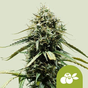 Royal Queen Seeds - Haze Berry Auto